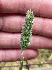 Phalaris canariensis