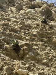 Dudleya saxosa
