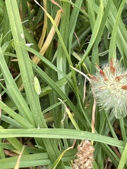 Draeculacephala minerva