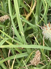 Draeculacephala minerva