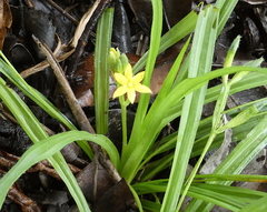 Hypoxis decumbens