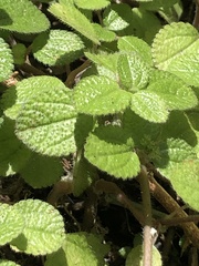 Pilea nummulariifolia