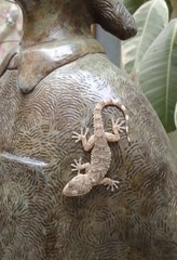 Tarentola mauritanica