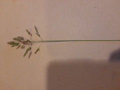 Poa annua