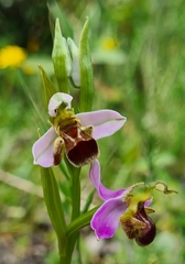 Ophrys apifera bicolor