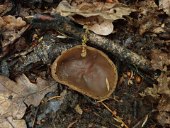 Peziza echinospora