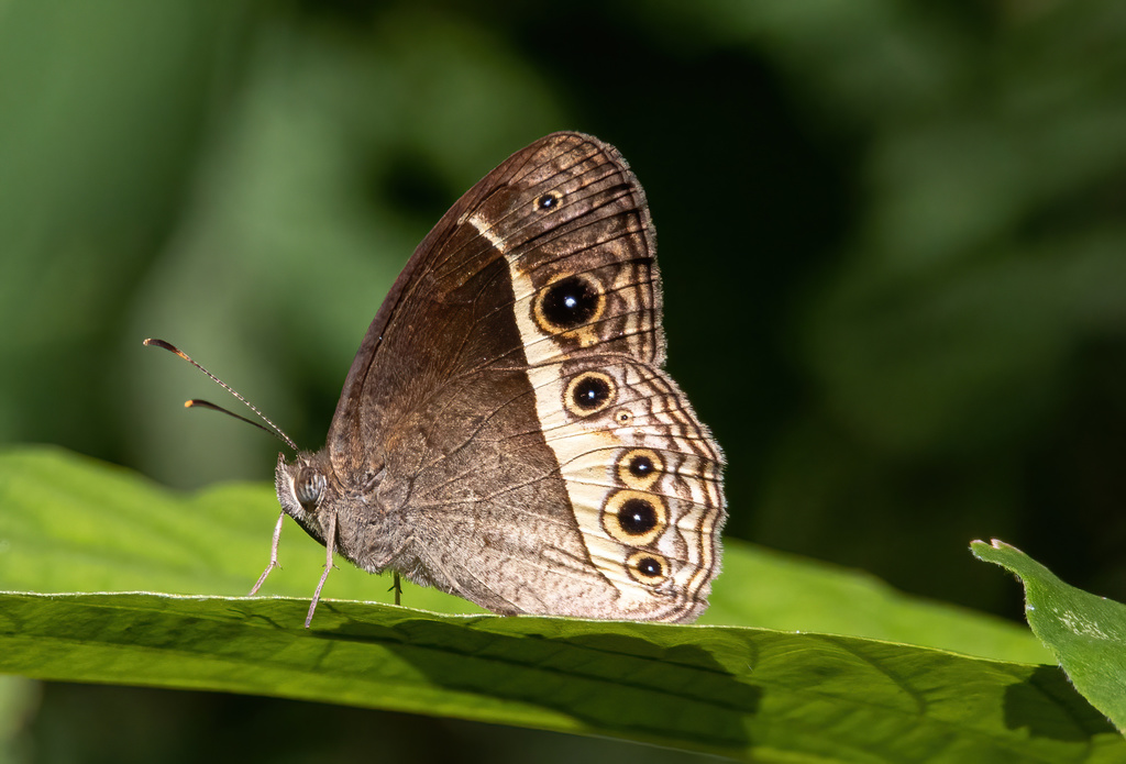 Mycalesis mynois