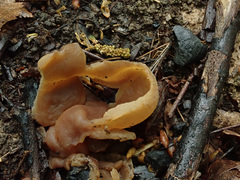 Peziza echinospora
