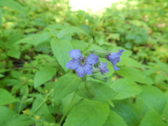 Pulmonaria obscura
