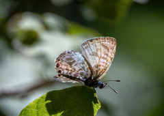 Leptotes plinius