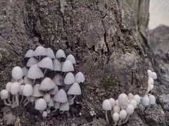 Coprinellus disseminatus