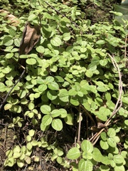 Pilea nummulariifolia