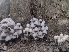 Coprinellus disseminatus