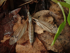 Tipula varipennis