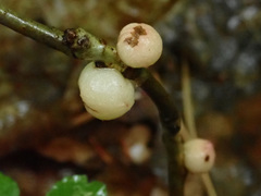 Trigonaspis megaptera