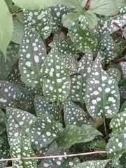 Pulmonaria saccharata