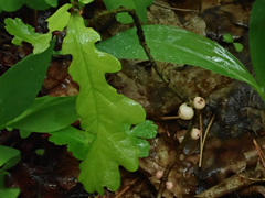 Trigonaspis megaptera