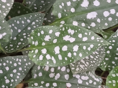 Pulmonaria saccharata