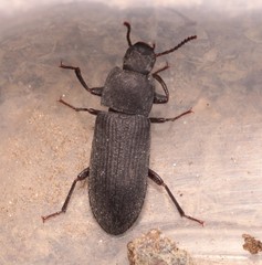 Tenebrio obscurus