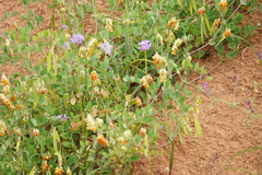 Lathyrus sulphureus