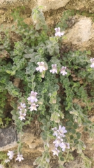 Chaenorhinum villosum