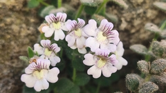 Chaenorhinum villosum