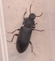 Tenebrio obscurus