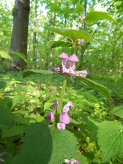 Lamium maculatum