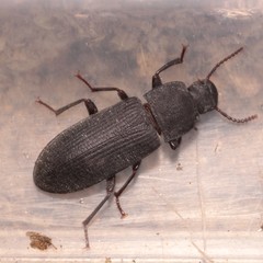 Tenebrio obscurus
