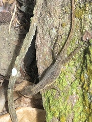 Anolis sabanus