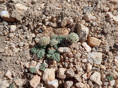Oreonana clementis