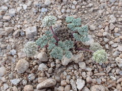 Oreonana clementis