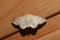 Idaea aversata