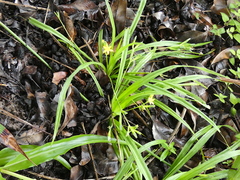 Hypoxis decumbens