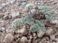 Oreonana clementis