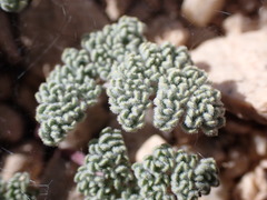 Oreonana clementis