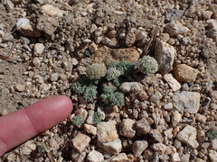 Oreonana clementis