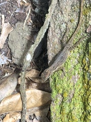 Anolis sabanus
