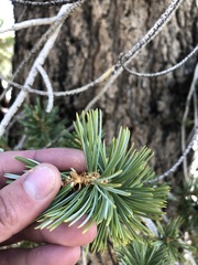 Pinus balfouriana austrina