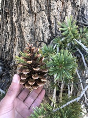Pinus balfouriana austrina