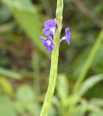 Stachytarpheta angustifolia