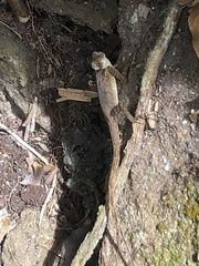 Anolis sabanus