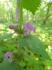 Lamium maculatum