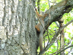 Sciurus vulgaris