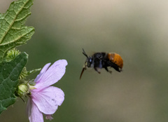 Amegilla dohertyi