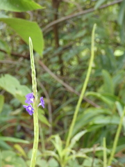 Stachytarpheta angustifolia