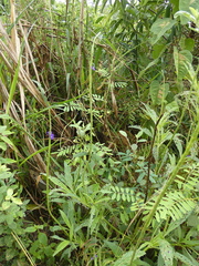 Stachytarpheta angustifolia