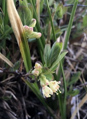 Lonicera caerulea cauriana
