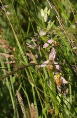 Ophrys apifera bicolor