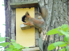 Sciurus vulgaris